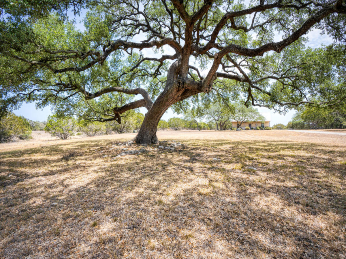 View of beautiful oak tree with house in the background. 1600 Palomino Springs.